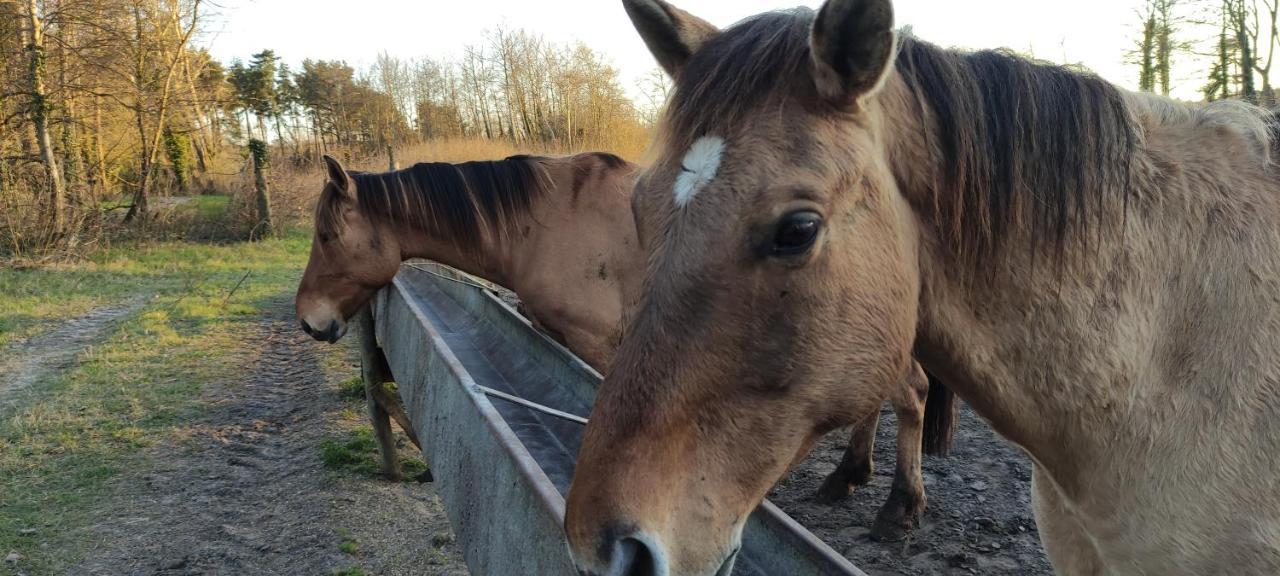 Les Sableaux, Les Portes Du Marquenterre Saint-Quentin-en-Tourmont Eksteriør bilde